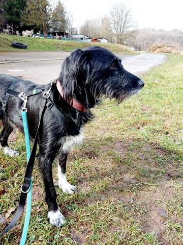 Elmo sensibler Begleiter sucht dringend seinen Herzplatz
