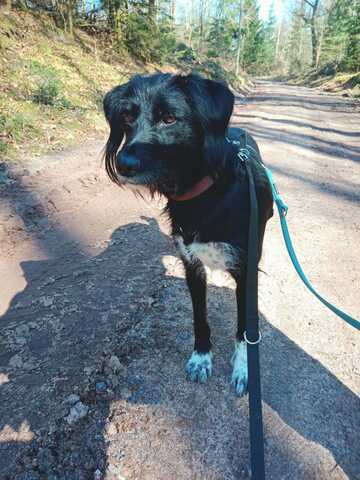 Elmo sensibler Begleiter sucht dringend seinen Herzplatz