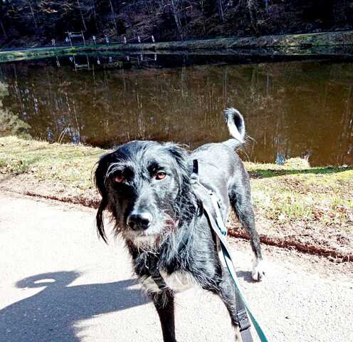 Elmo sensibler Begleiter sucht dringend seinen Herzplatz