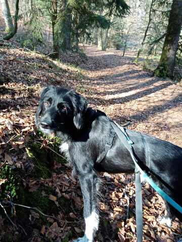 Elmo sensibler Begleiter sucht dringend seinen Herzplatz