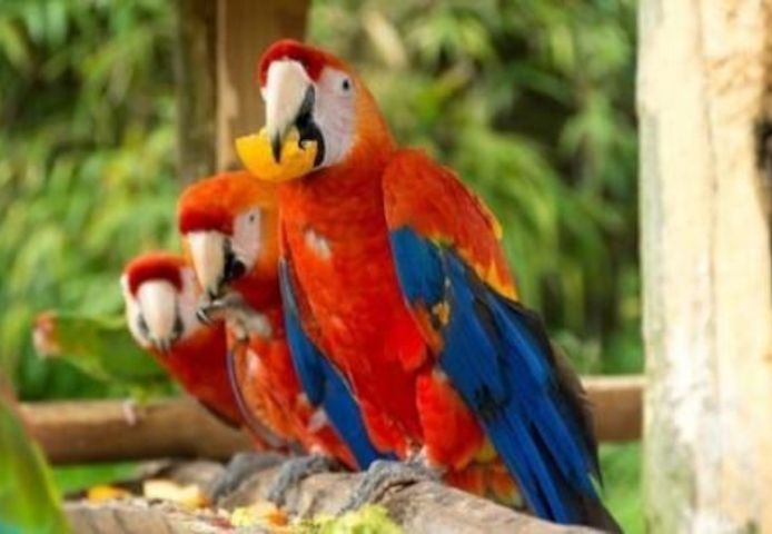 Kakadus und Papageien zu verkaufen