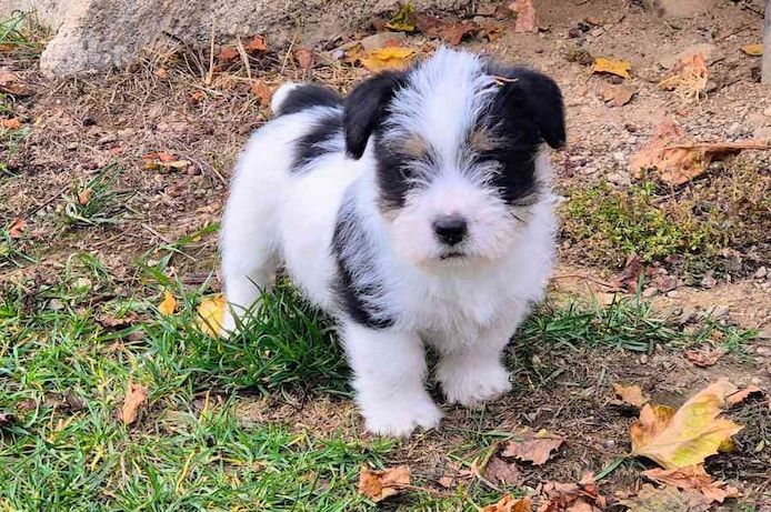 Wunderschöne Shih Tzu Welpen