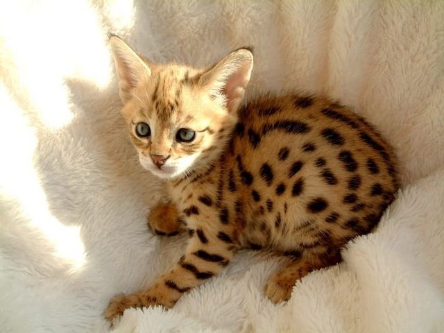 Savannah f4, f5, f6 Kätzchen verfügbar