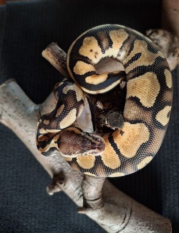 Biete Königspython