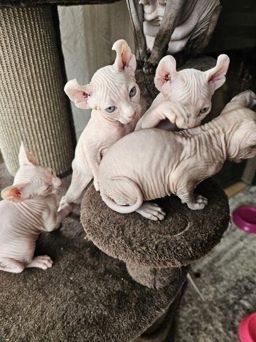 Sphynx Babys