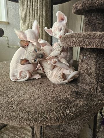 Sphynx Babys
