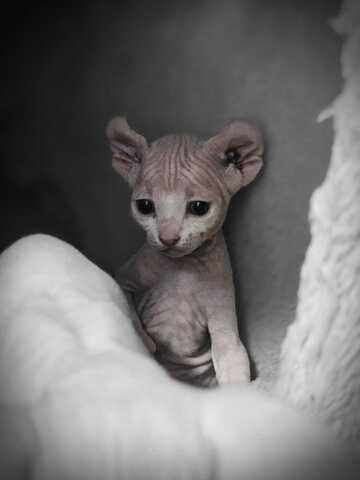 Sphynx Babys