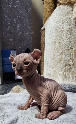 Sphynx Babys