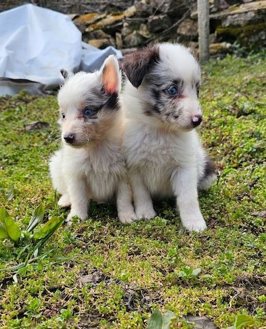 Sheltie Merle Jungen FCI