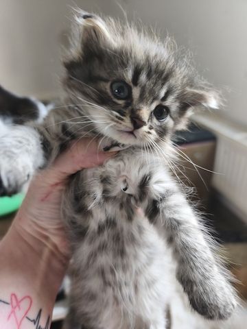 Maincoon persermix kitten