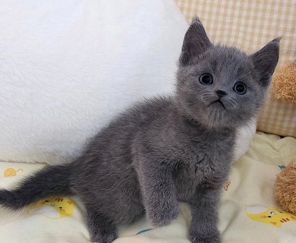 Wunderschöne Russisch Blau Kätzchen abzugeben