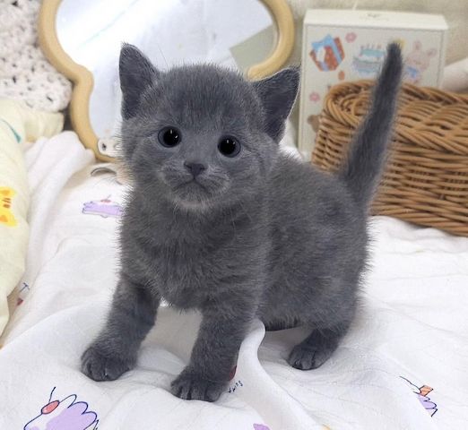 Wunderschöne Russisch Blau Kätzchen abzugeben