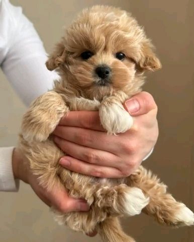 Maltipoo-Welpen zu verkaufen