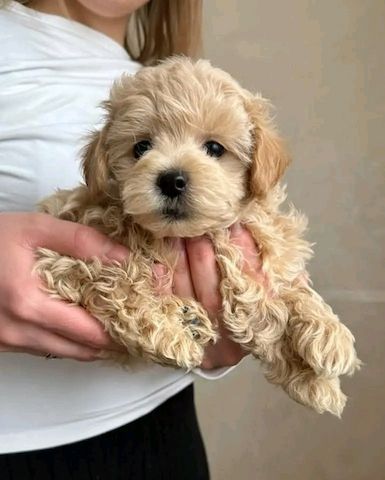 Maltipoo-Welpen zu verkaufen