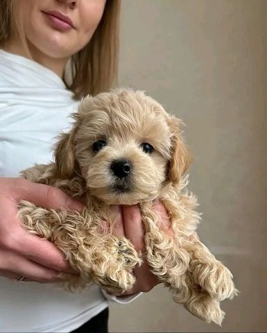 Maltipoo-Welpen zu verkaufen