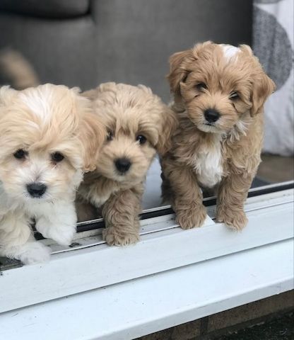 Maltipoo-Welpen zu verkaufen