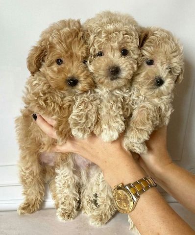 Maltipoo-Welpen zu verkaufen