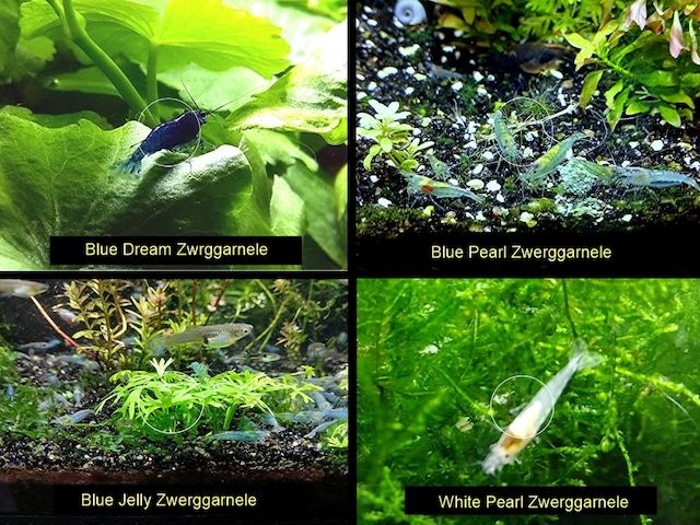 Zwerggarnele, Blue Dream, Blue Jelly, Blue Pearl, White Pearl, Versand