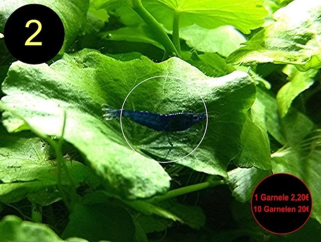 Zwerggarnele, Blue Dream, Blue Jelly, Blue Pearl, White Pearl, Versand