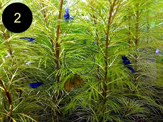 Zwerggarnele, Blue Dream, Blue Jelly, Blue Pearl, White Pearl, Versand