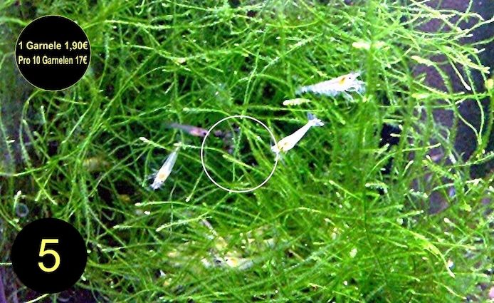 Zwerggarnele, Blue Dream, Blue Jelly, Blue Pearl, White Pearl, Versand