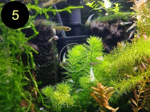 Zwerggarnele, Blue Dream, Blue Jelly, Blue Pearl, White Pearl, Versand