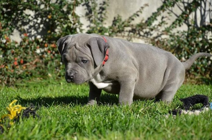 American Pitbull Terrier Welpen
