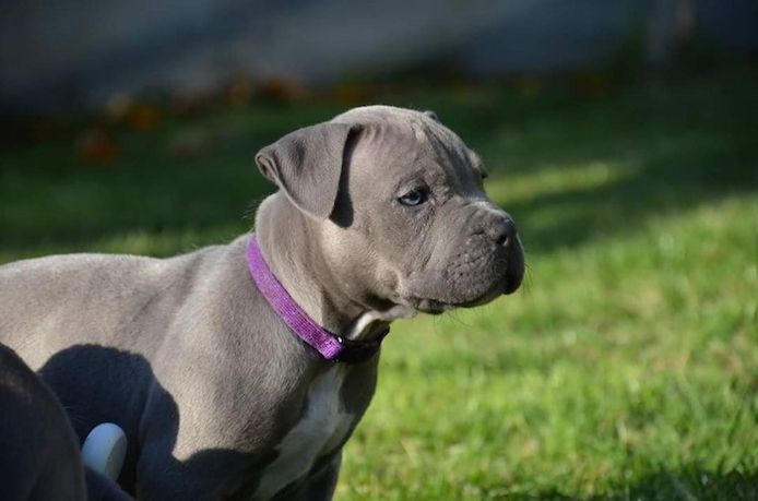 American Pitbull Terrier Welpen