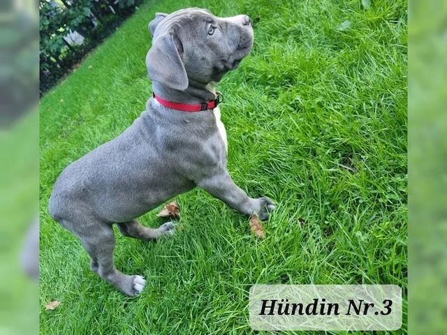 Süße Am Staff American Staffordshire Terrier Pitbull Welpen !