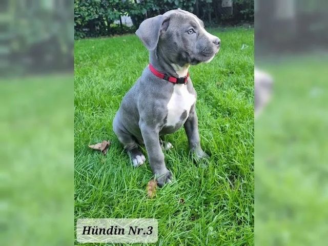 Süße Am Staff American Staffordshire Terrier Pitbull Welpen !