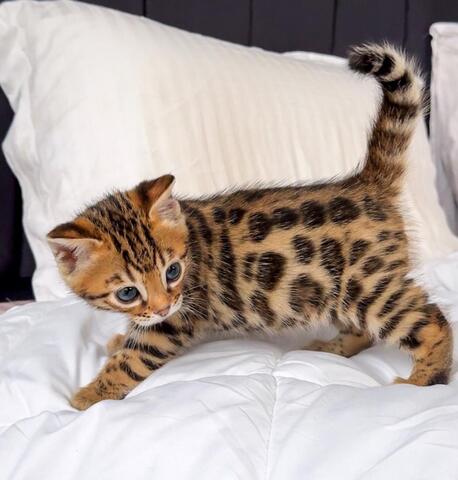 Bengal-Kater und -Katzen abzugeben