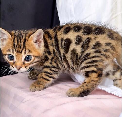 Bengal-Kater und -Katzen abzugeben