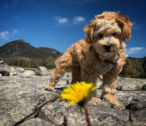 Bezaubernde Maltipoo Welpen