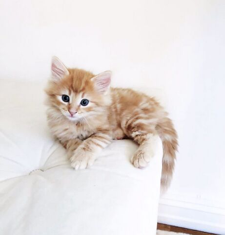 Mega Coons zu verkaufen