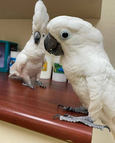 Weißhaubenkakadus zur Adoption