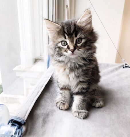 Reinrassige Norwegische Katzenbabys abzugeben