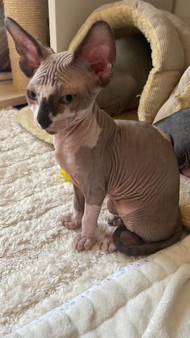 Sphynx Kitten