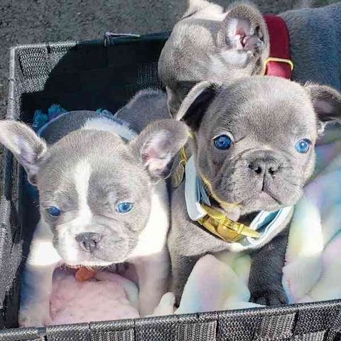 Französische Bulldoggen Welpen Rüden und Hündinnen