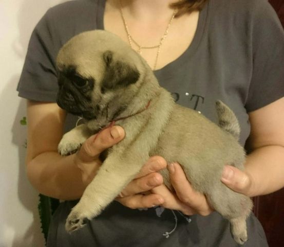 Mops welpen suchen neues Zuhause