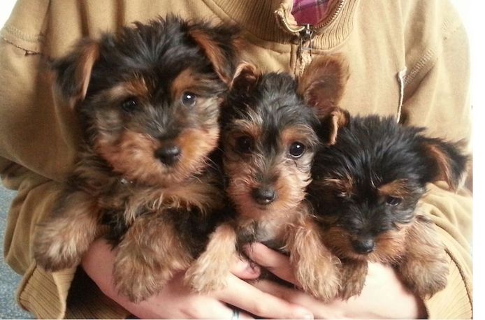 Yorkshire Terrier 12 Wochen mit Papieren