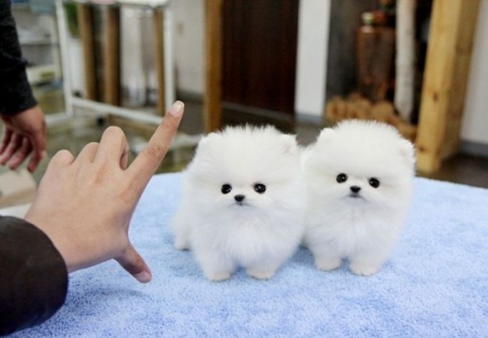 MINI POMERANIAN WELPEN