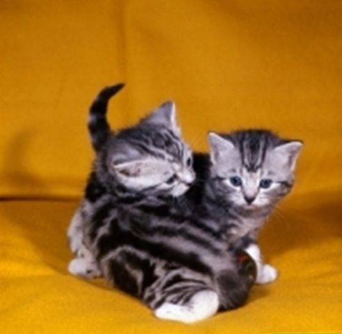 BKH-Kitten mit dem Stammbaum