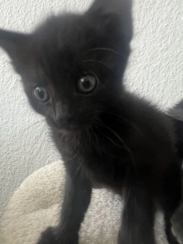 Bkh / Siam / Russisch blau kitten