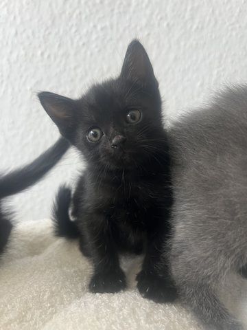 Bkh / Siam / Russisch blau kitten