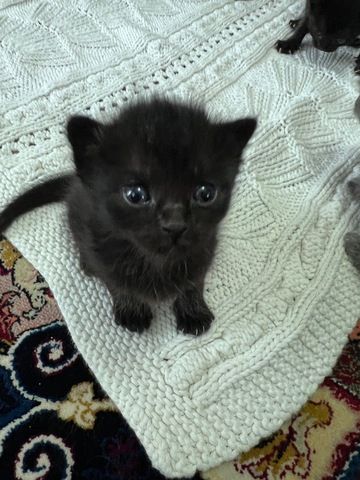 Bkh / Siam / Russisch blau kitten