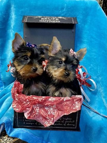 Reinrassige Yorkshire/Biewer Terrier Welpen