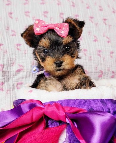 Reinrassige Yorkshire/Biewer Terrier Welpen