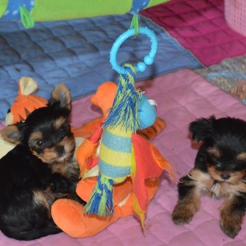 Biewer Yorkshire Terrier Welpen