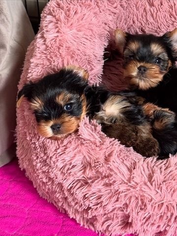 Yorkshire Terrier Welpen