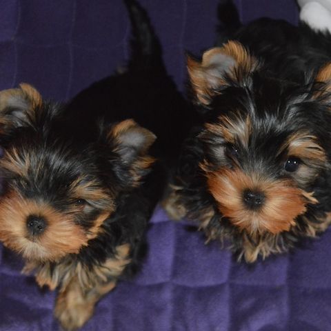 Yorkshire Terrier Welpen